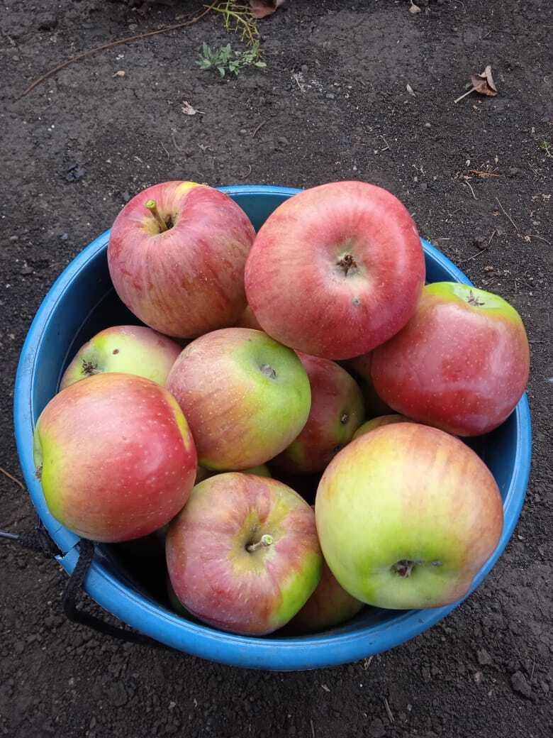 Моя история разговора с яблоней: как заставить яблоню зацвести, что лучше бить топором на Петров день или разговор по душам. Делюсь своим опытом.