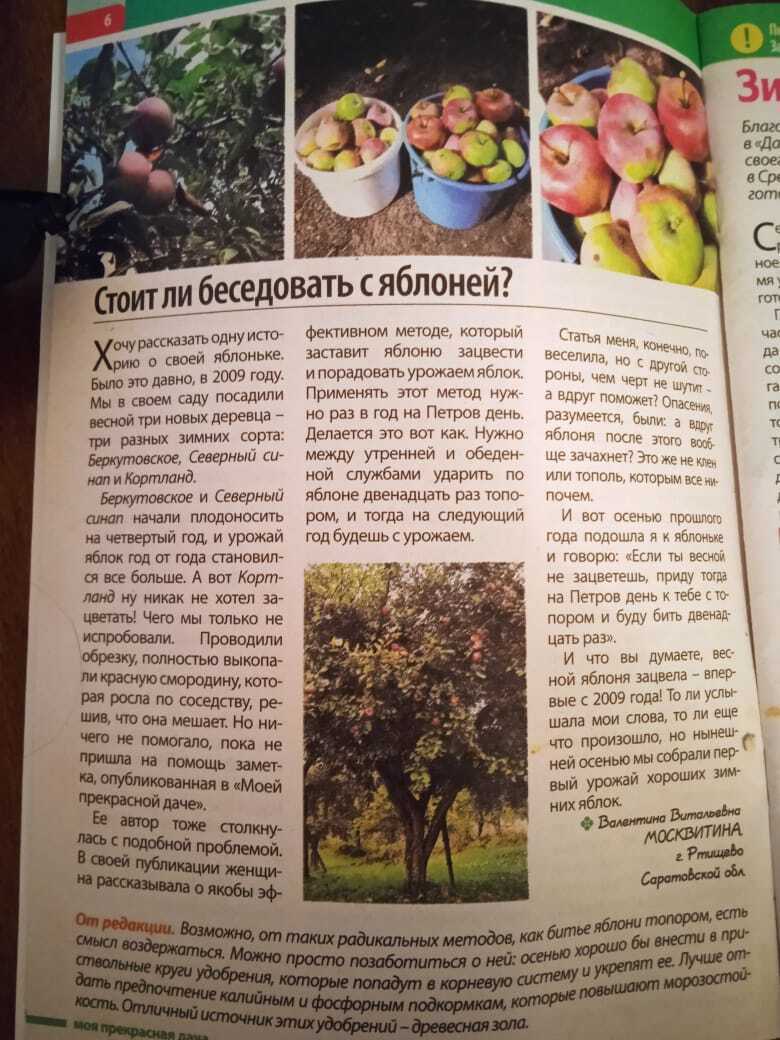 Моя история разговора с яблоней: как заставить яблоню зацвести, что лучше бить топором на Петров день или разговор по душам. Делюсь своим опытом.