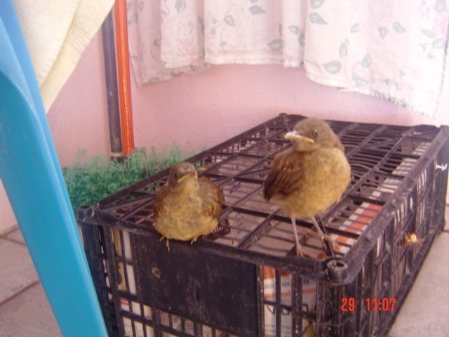 Онкологическое отступление № 15. Наша практическая методика лечения рака мозга, ее отличия от стандартной и результат на сегодняшний день