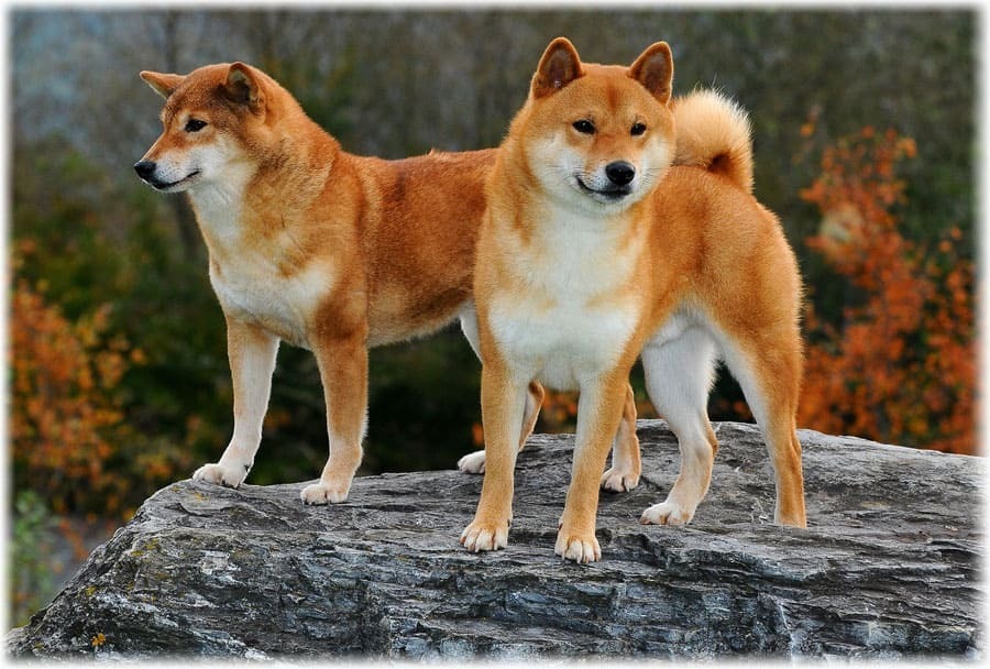 Нет лучше этого друга !