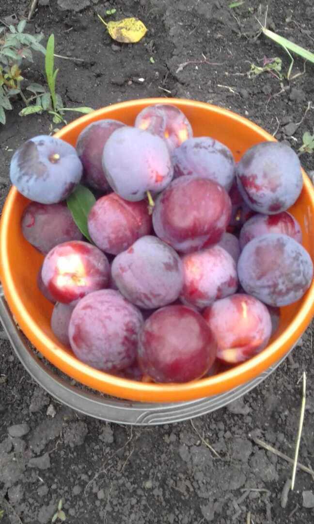 Не надо хмурить брови: моя история о непонравившемся подарке, обмане на рынке и чудесном урожае сладких ягод