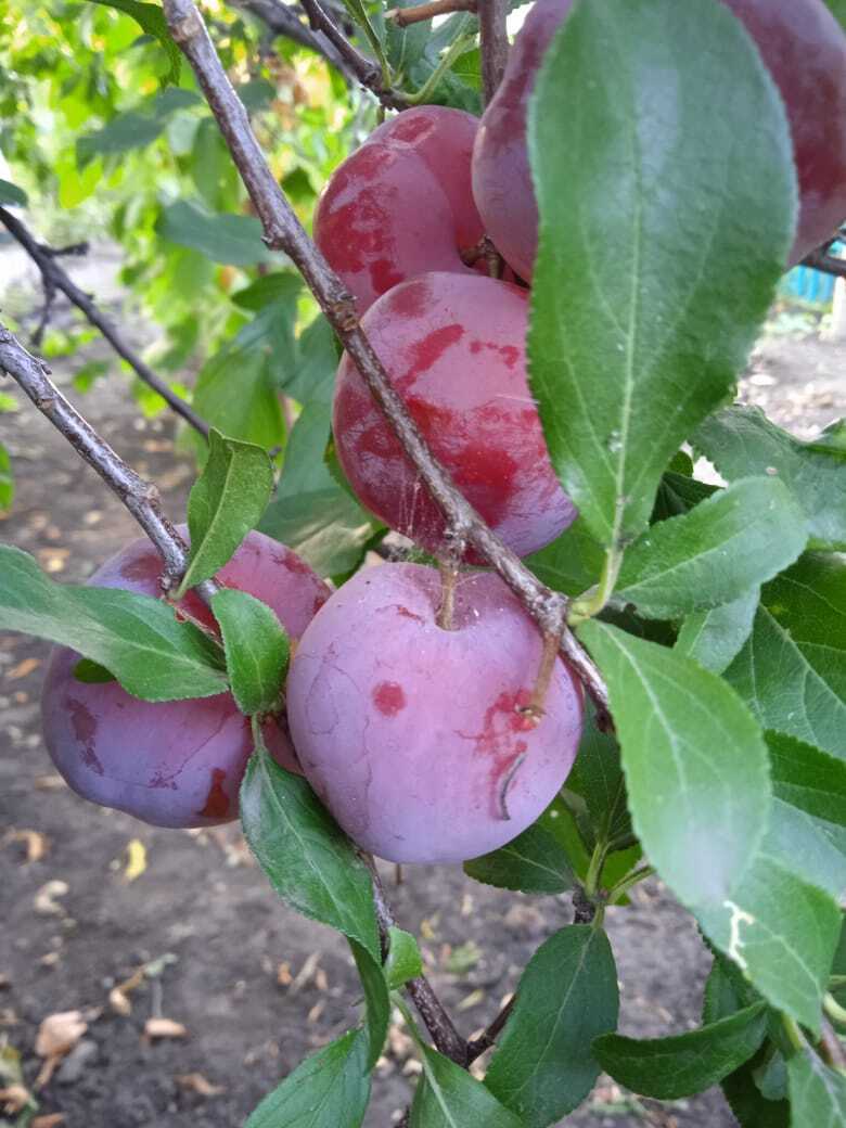 Не надо хмурить брови: моя история о непонравившемся подарке, обмане на рынке и чудесном урожае сладких ягод