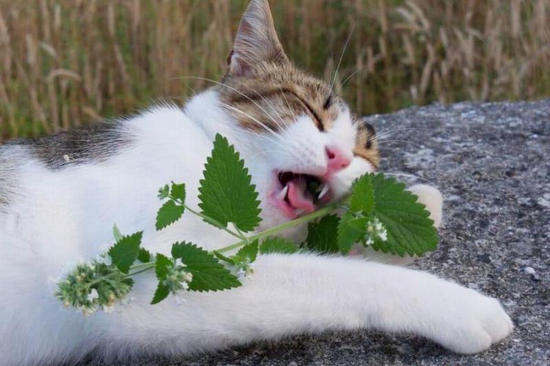 Тайны кошачьего мира. Большой анализ поведенческих паттернов.