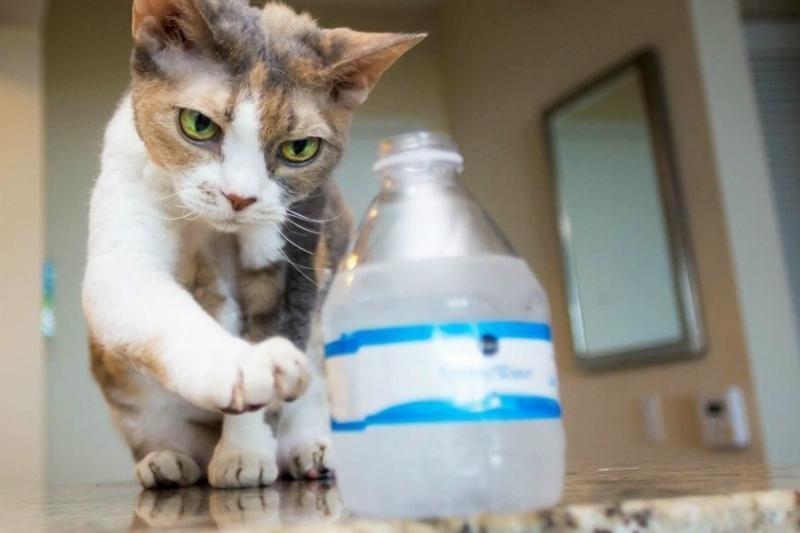 Тайны кошачьего мира. Большой анализ поведенческих паттернов.