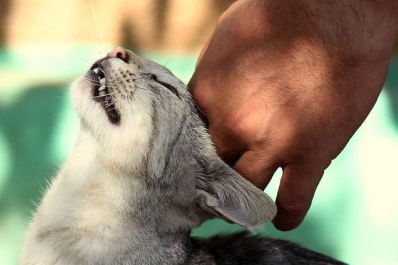 Тайны кошачьего мира. Большой анализ поведенческих паттернов.