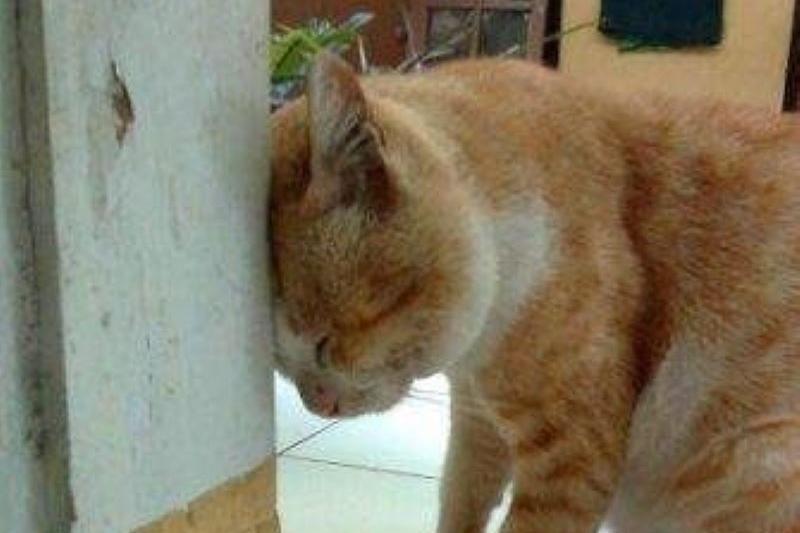 Тайны кошачьего мира. Большой анализ поведенческих паттернов.