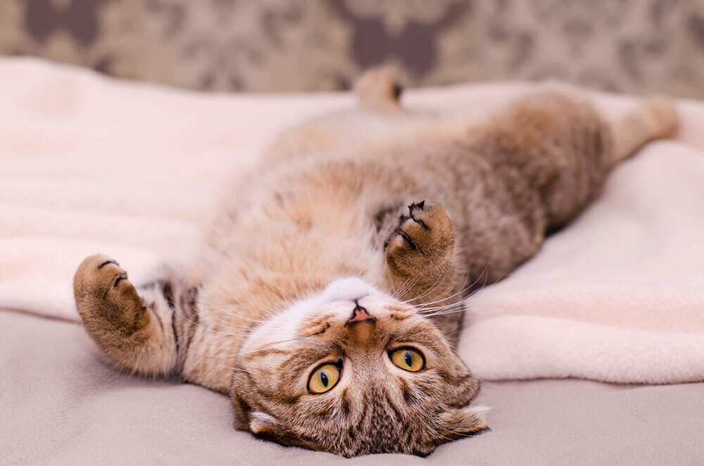 Тайны кошачьего мира. Большой анализ поведенческих паттернов.