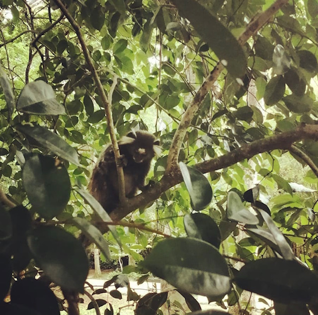 «Тебя там изнасилуют и убьют», – говорили они. Правда ли, что в Бразилии опасно? Путешествие в Рио-де-Жанейро