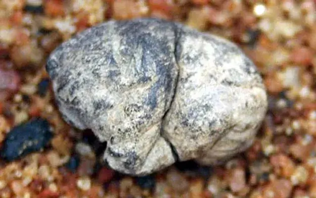 5 интересных фактов, которыми вы можете поделиться со всеми