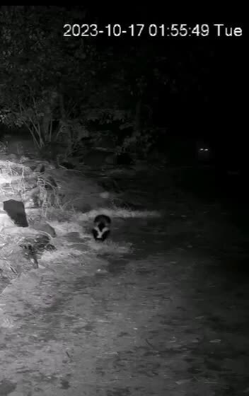 Волк решил напасть на скунса. Спойлер: волк пожалел об этом. | Дикие ...