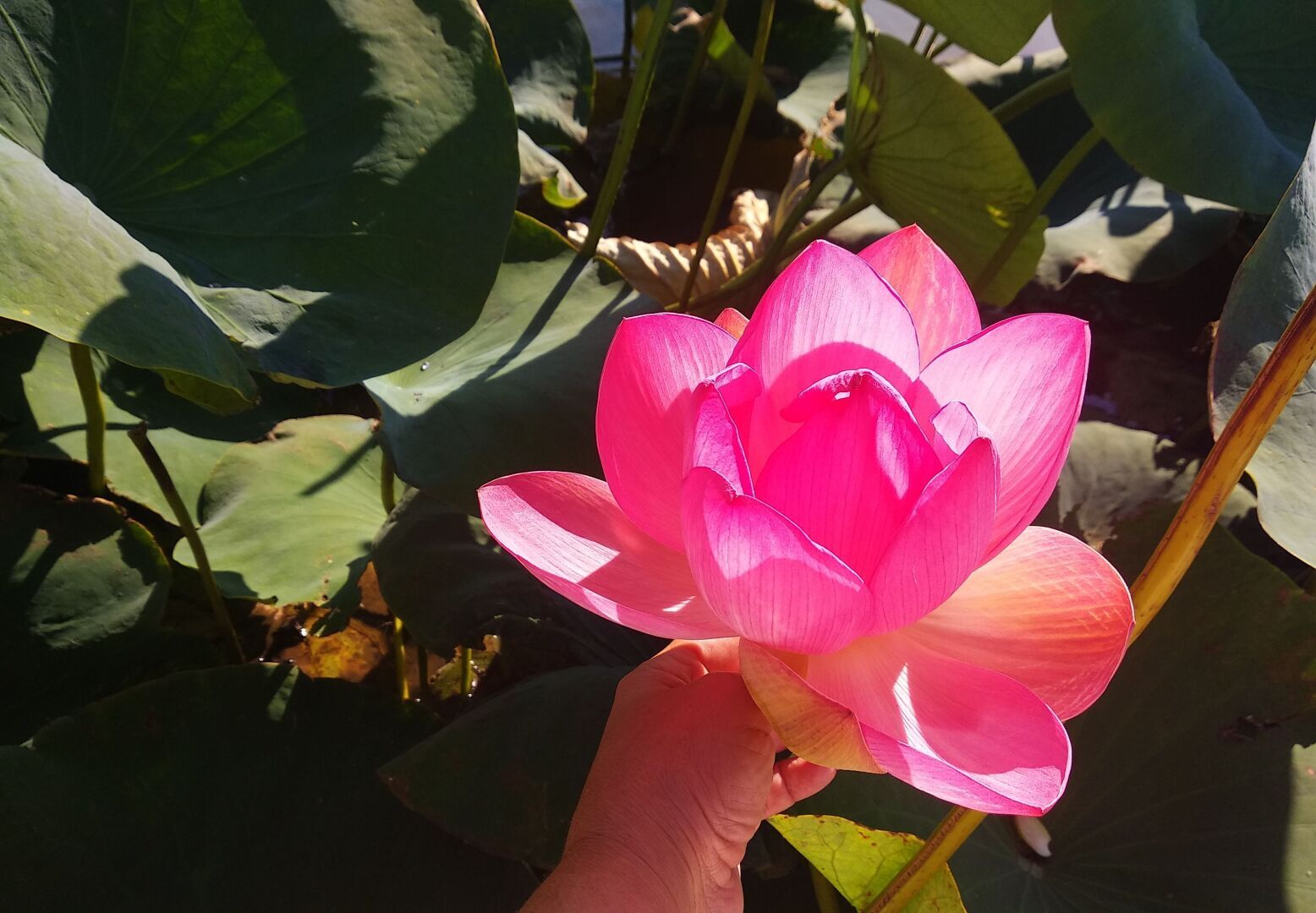 Есть места в России, где супер красиво и одно из таких мест "Долина Лотосов"