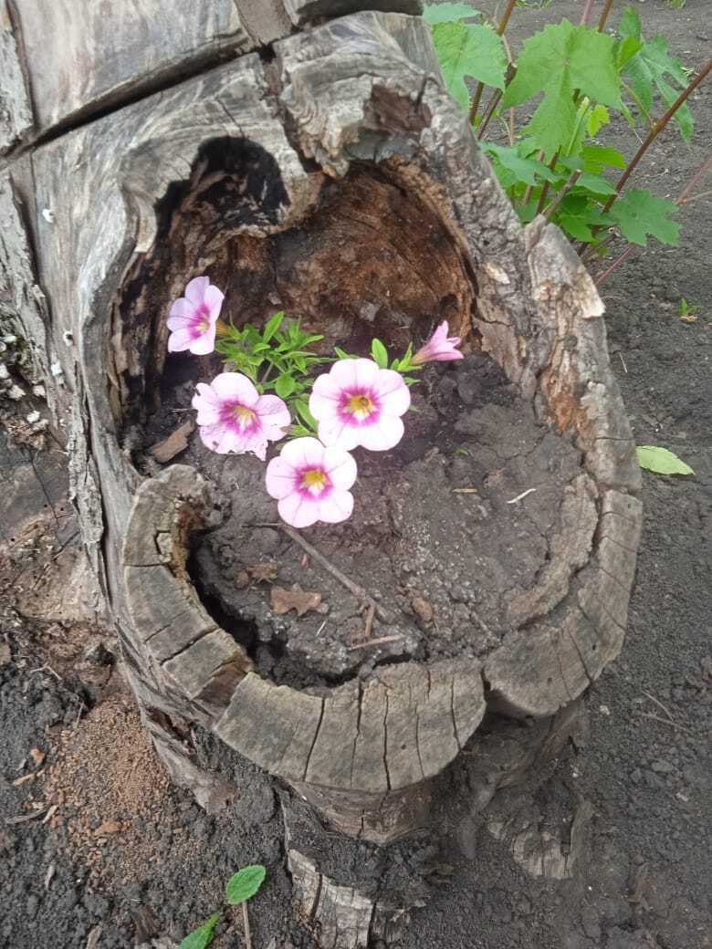 «Красота спасет мир»: превращение трухлявого пня в красивую цветочную композицию, мой опыт облагораживания старых пеньков.