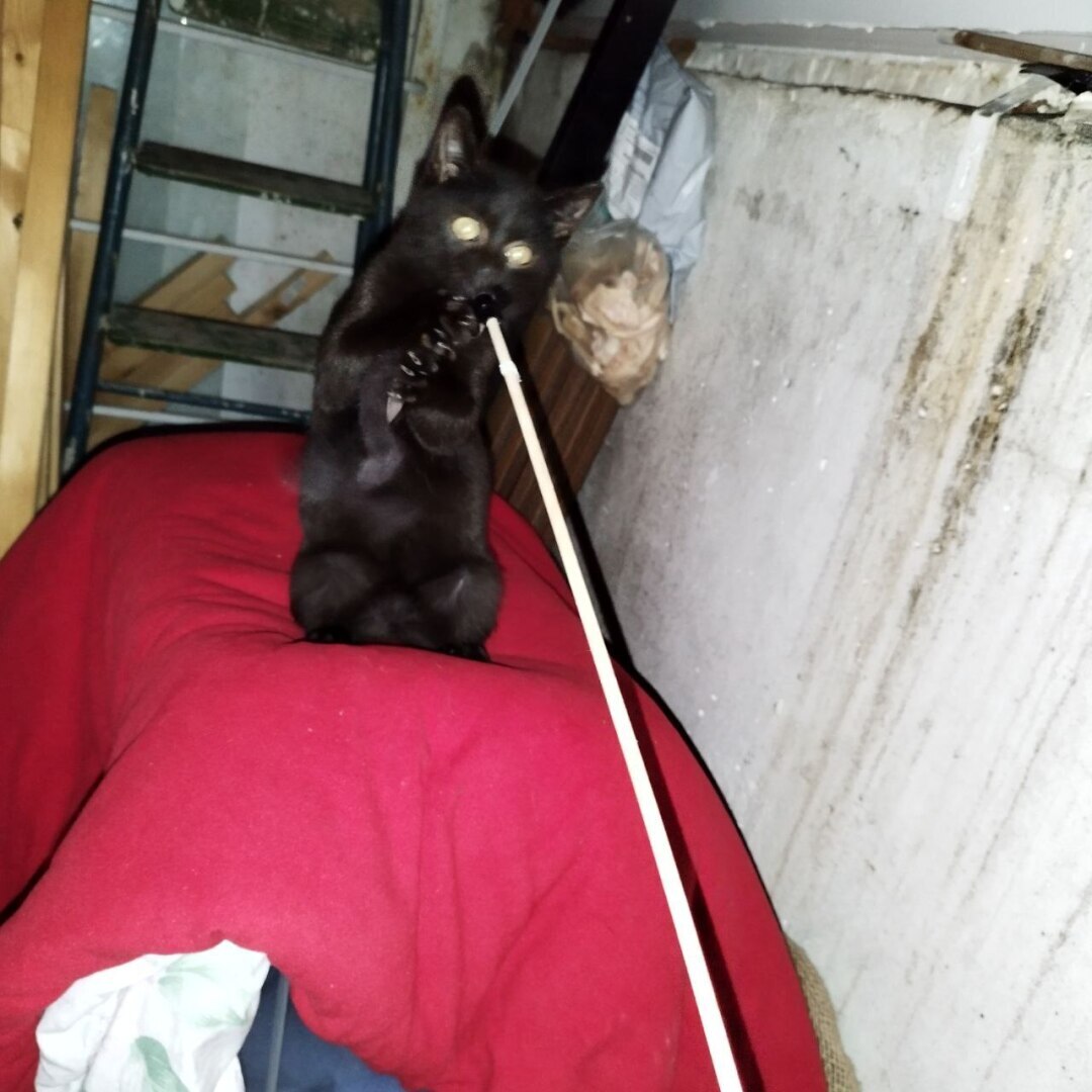 Я не смогла пройти мимо слов «котята замерзают»