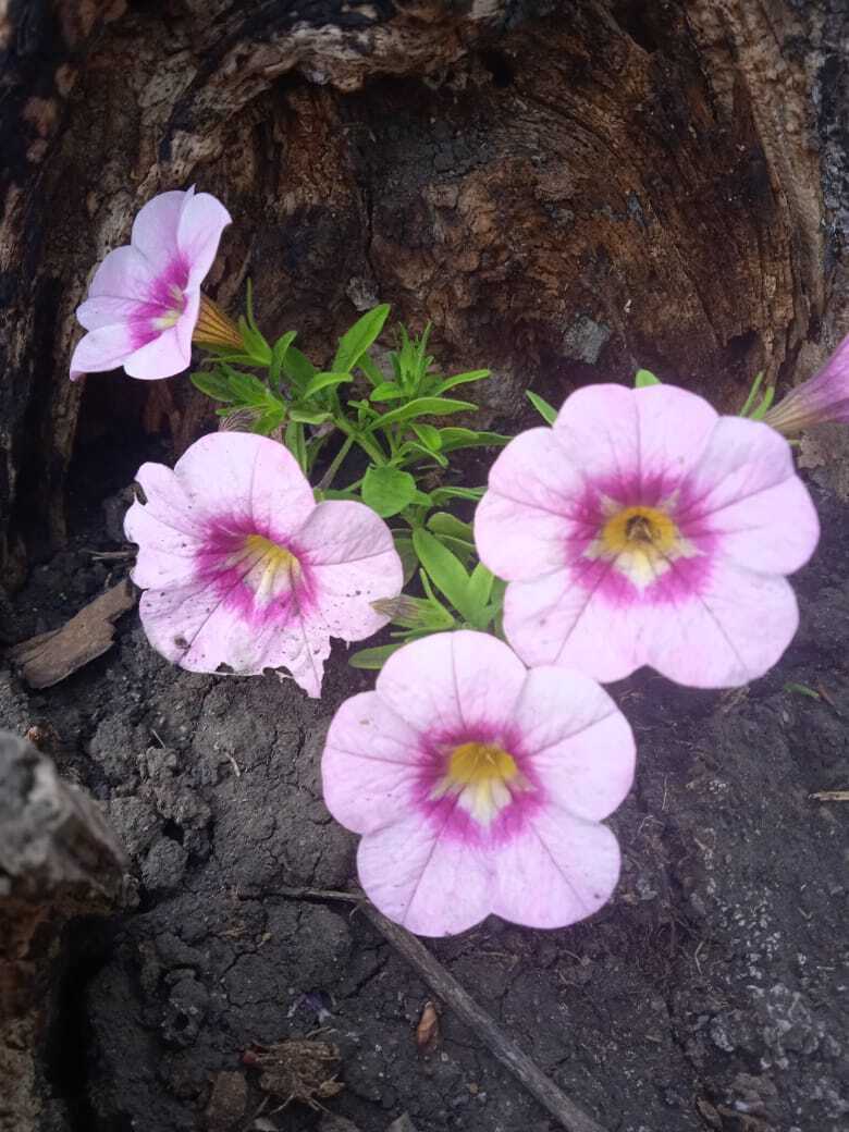 «Красота спасет мир»: превращение трухлявого пня в красивую цветочную композицию, мой опыт облагораживания старых пеньков.