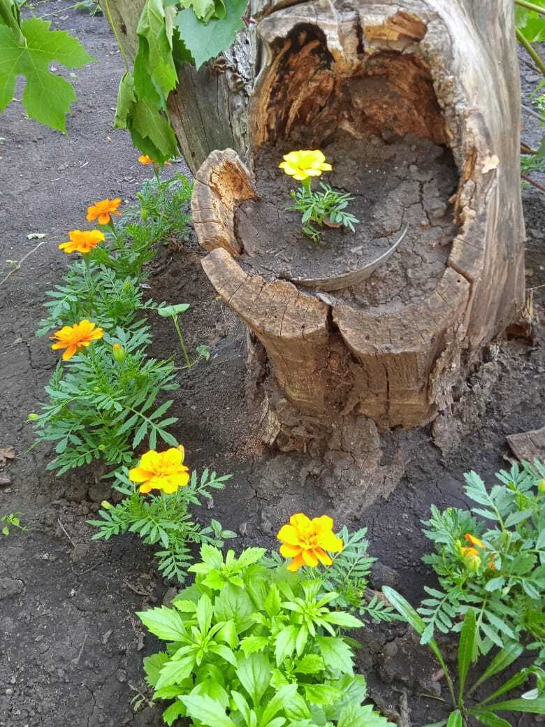 «Красота спасет мир»: превращение трухлявого пня в красивую цветочную композицию, мой опыт облагораживания старых пеньков.