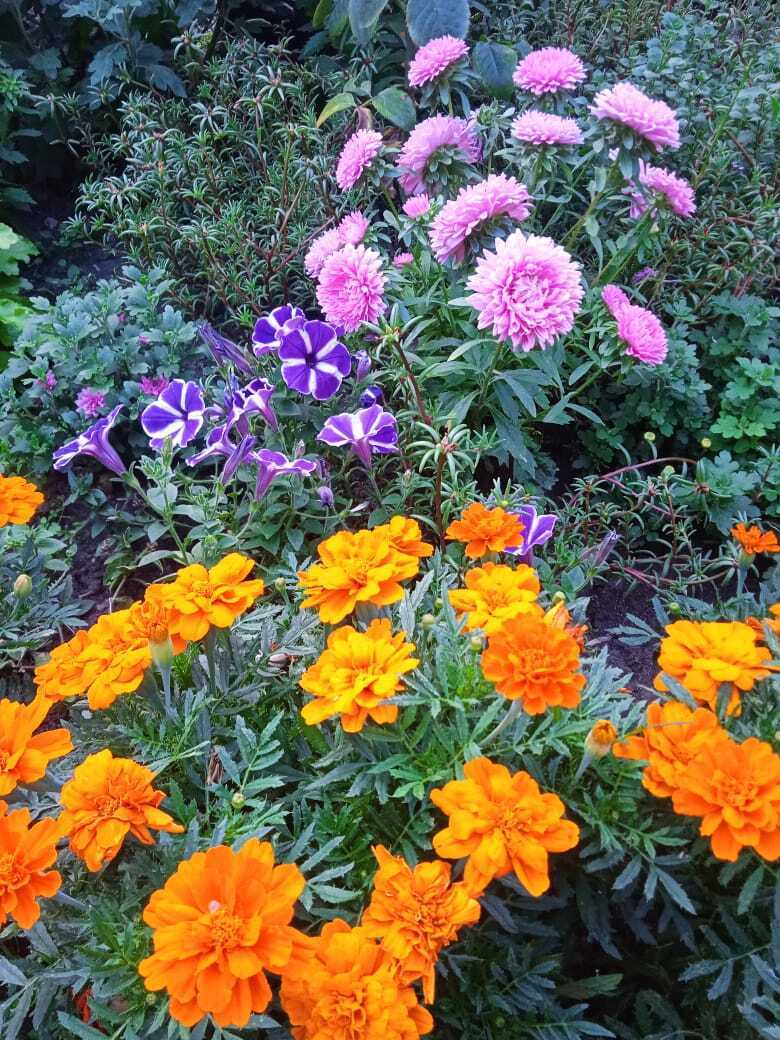 «Красота спасет мир»: превращение трухлявого пня в красивую цветочную композицию, мой опыт облагораживания старых пеньков.