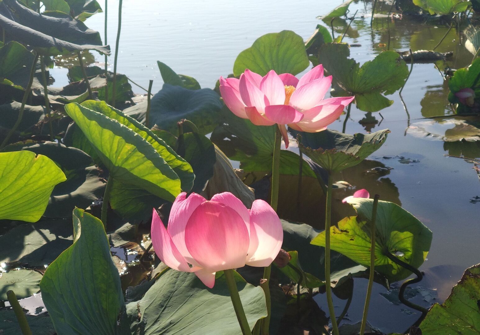 Есть места в России, где супер красиво и одно из таких мест "Долина Лотосов"