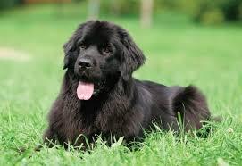 Ньюфаундленд: величие и добродушие в одной породе