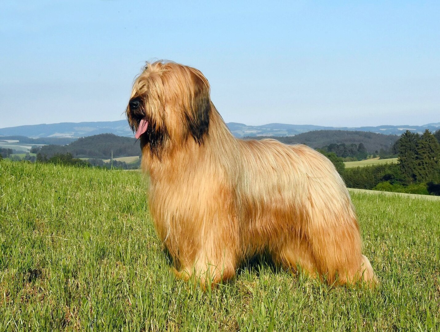 Бриар - настоящий французский шик на четырех лапах: узнайте все о породе и их особенностях