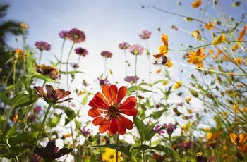 Полевые цветы