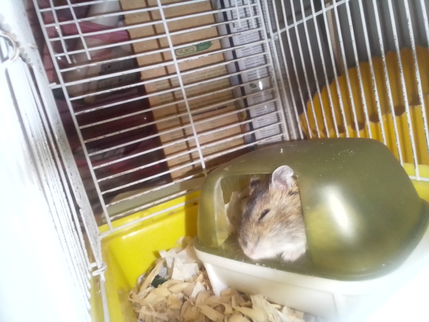 Хомячкариум для джунгариков