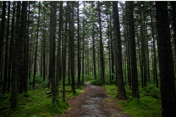 Как деревья могут помочь в изменении климата?