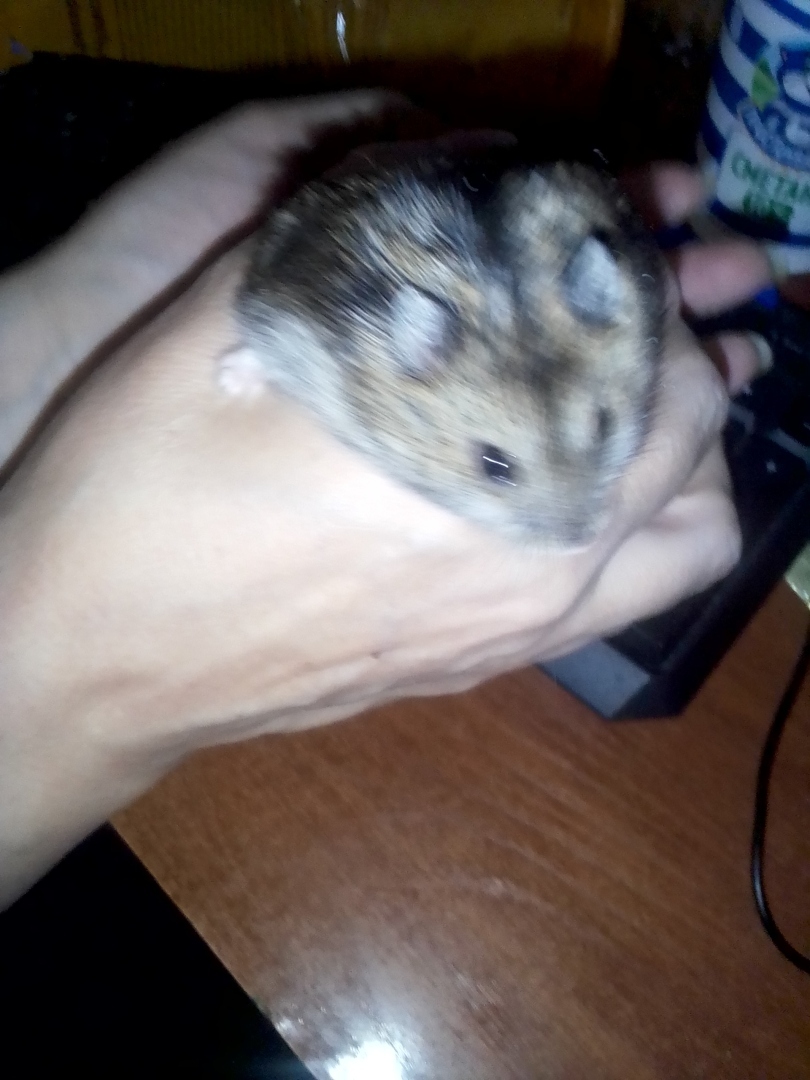 Хомячкариум для джунгариков