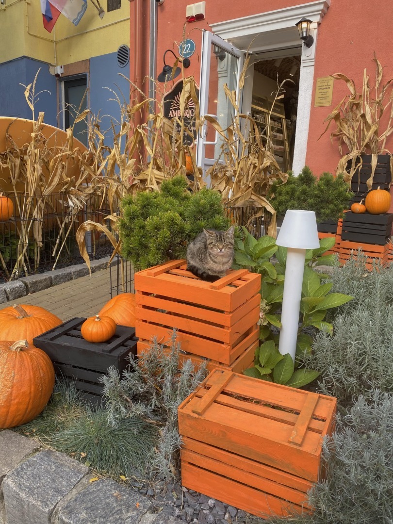 Настоящий кошачий город, где есть должность «Котошефа». Мое путешествие на 1 день в Зеленоградск - город кошек