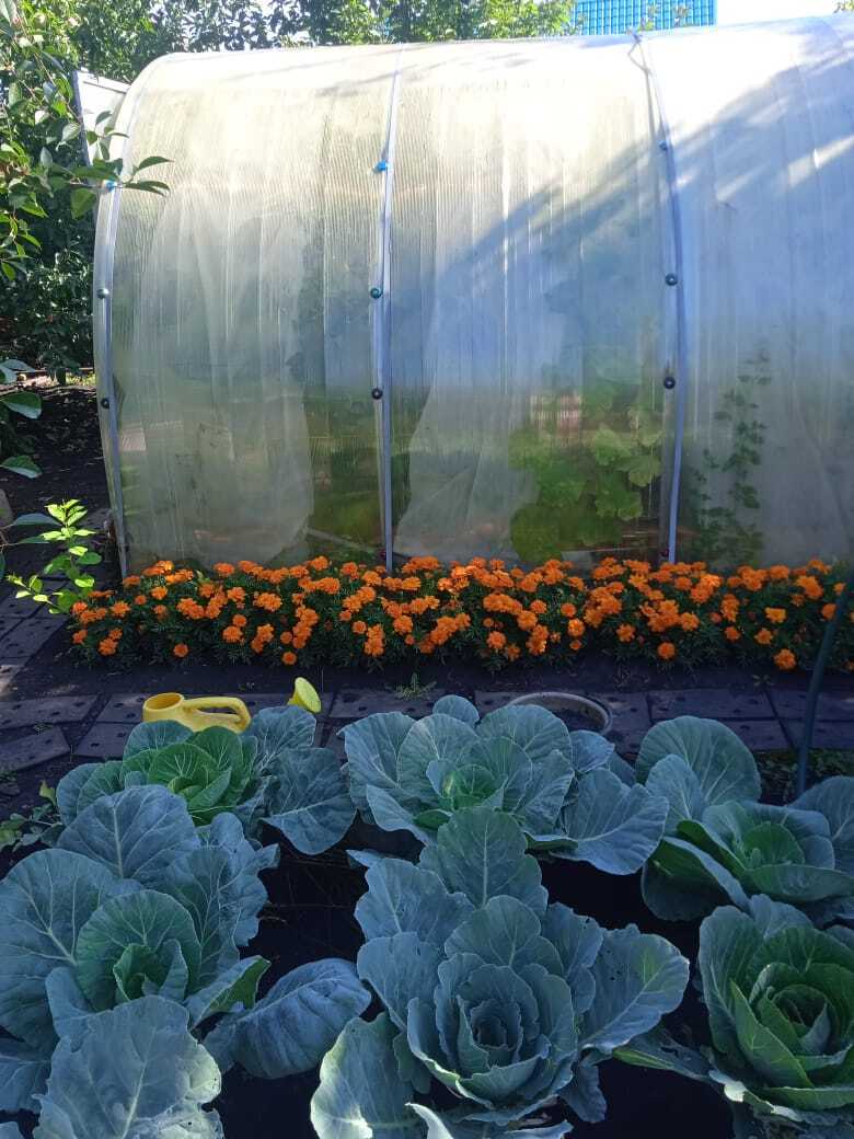 Мои бархатцы: красота в цветнике и защита в огороде от вредителей.Почему я ежегодно сажаю эти цветы за забором и в саду.