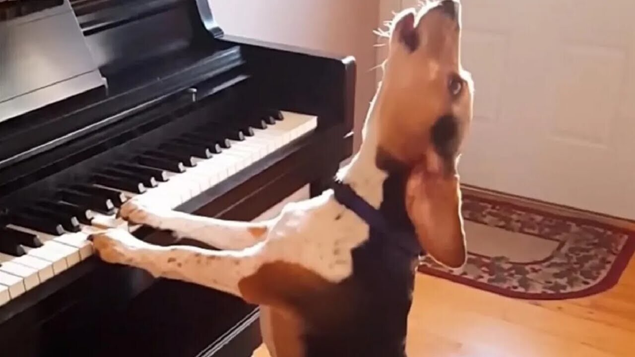 Ребенок танцует под аккомпанемент собаки,которая играет на фортепиано и поет.