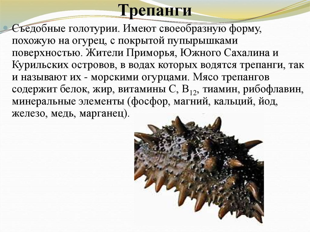 Трепанг это что простыми словами. Дальневосточный трепанг строение. Голотурии строение. Трепанг Сахалинский. Трепанг Тихоокеанский.