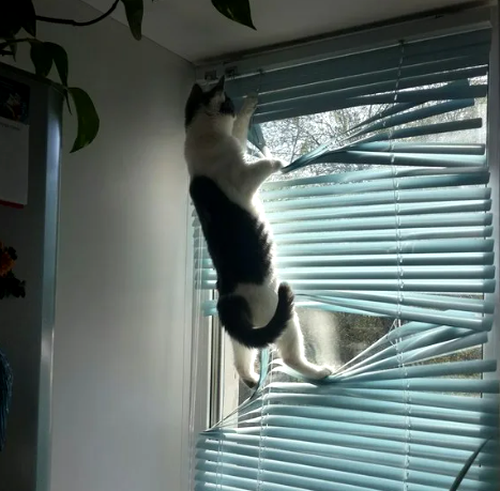 Жалюзи: история возникновения и развития