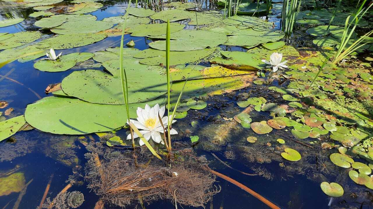 Я загорелась желанием в 2024 году пойти на байдарках, после того, как мои подруги рассказали о путешествии по реке Усманка Воронежской области
