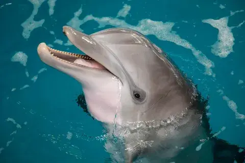 Необычные факты о животных: что мы не знали о наших пушистых и пернатых соседях