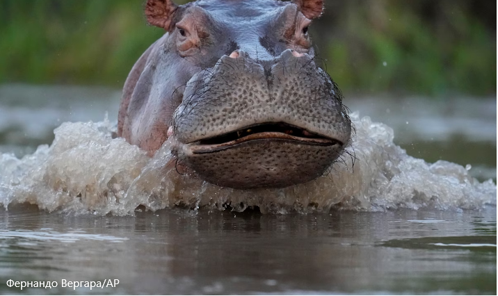 Колумбия стерилизует «кокаиновых бегемотов» Пабло Эскобара