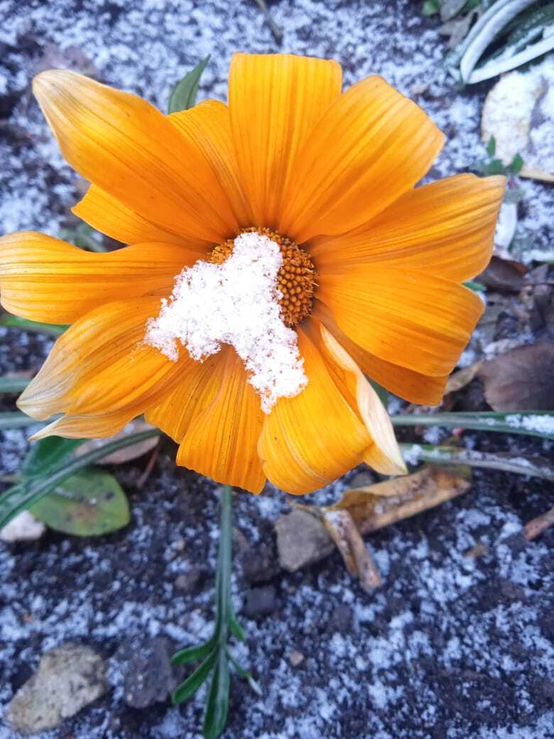 Новый журнал и новые статьи: моя вторая публикация журнале "Люблю цветы", что притягательного в моих зимних цветах