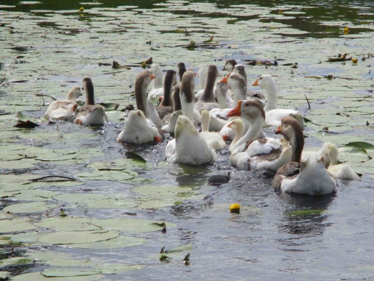 Станица, в которой хочется жить! Наша поездка в ст. Преображенскую Волгоградской области