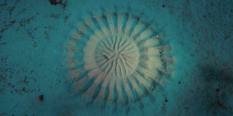 Как общаются животные (Гусеницы, муравьи, рыбы фугу, раки-богомолы)