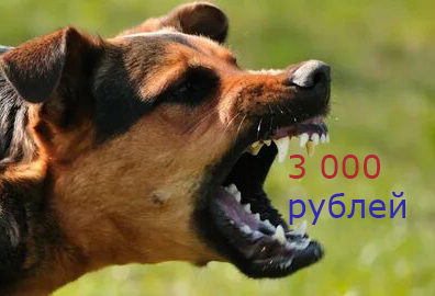 Собаку оштрафовали на 3 000 рублей, а у другого хозяина собаку забрали в приют до...