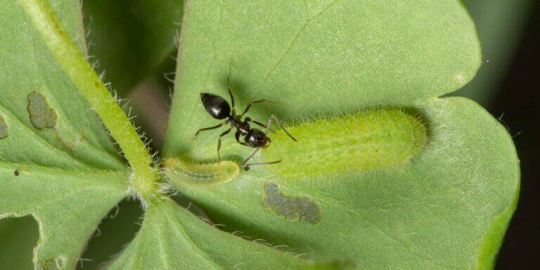 Как общаются животные (Гусеницы, муравьи, рыбы фугу, раки-богомолы)