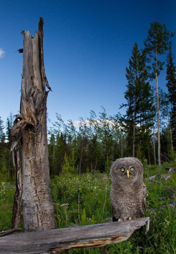 Легко говорить, трудно исполнять. Природа и искусство