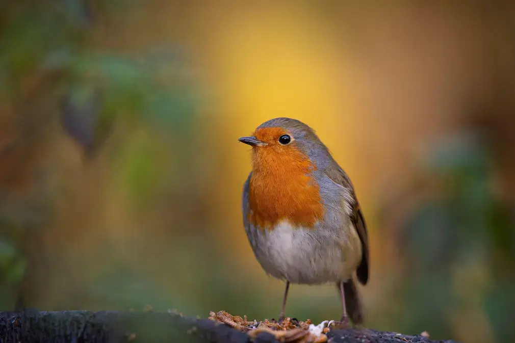 Фотографии выходных. Дикая природа.