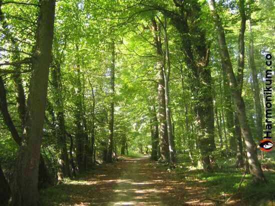 7 самых жутких паранормальных тайн, которые на самом деле оказались правдой