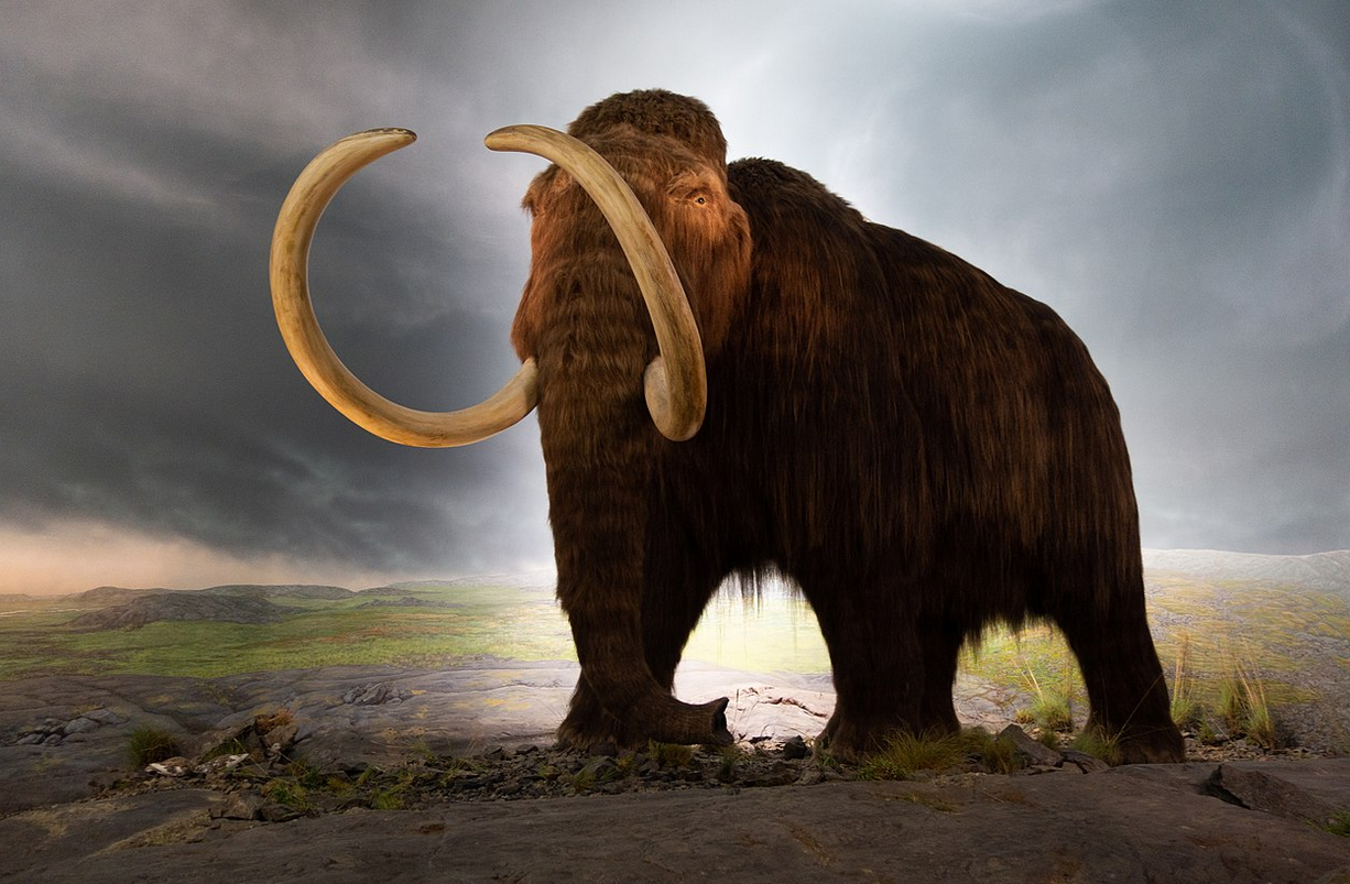Возрождение мамонтов. Новый смелый эксперимент
