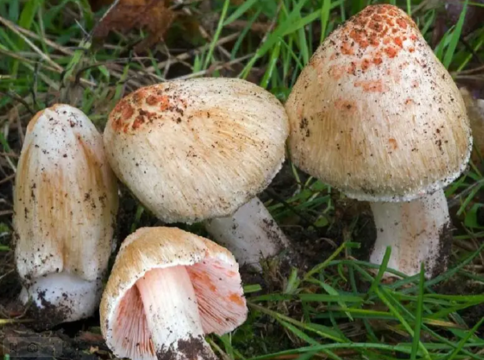 Сколько видов грибов составляют группу безусловно ядовитых?