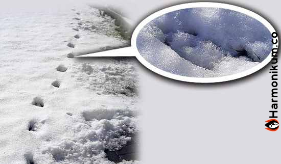 7 самых жутких паранормальных тайн, которые на самом деле оказались правдой