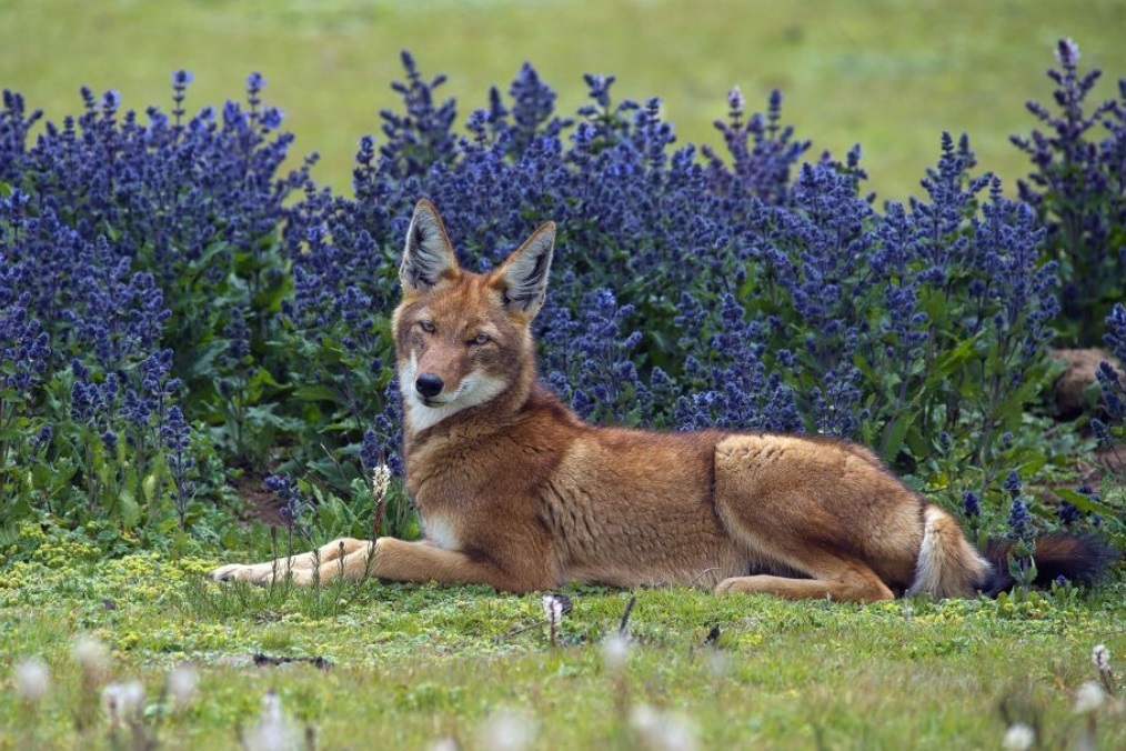 Спящий белый медведь и общительные пингвины вошли в шорт-лист премии «Фотограф-натуралист года»