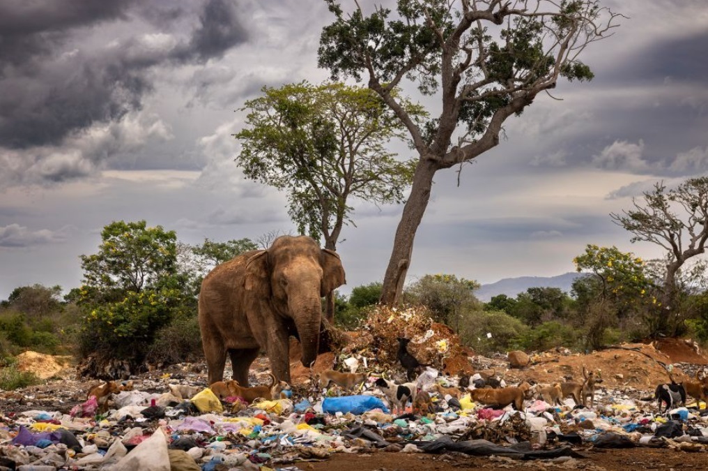Спящий белый медведь и общительные пингвины вошли в шорт-лист премии «Фотограф-натуралист года»