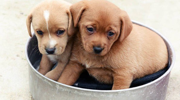 Южная Корея объявила об историческом запрете на употребление в пищу собак к 2027 году: революционный сдвиг в традициях