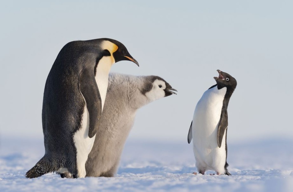 Спящий белый медведь и общительные пингвины вошли в шорт-лист премии «Фотограф-натуралист года»
